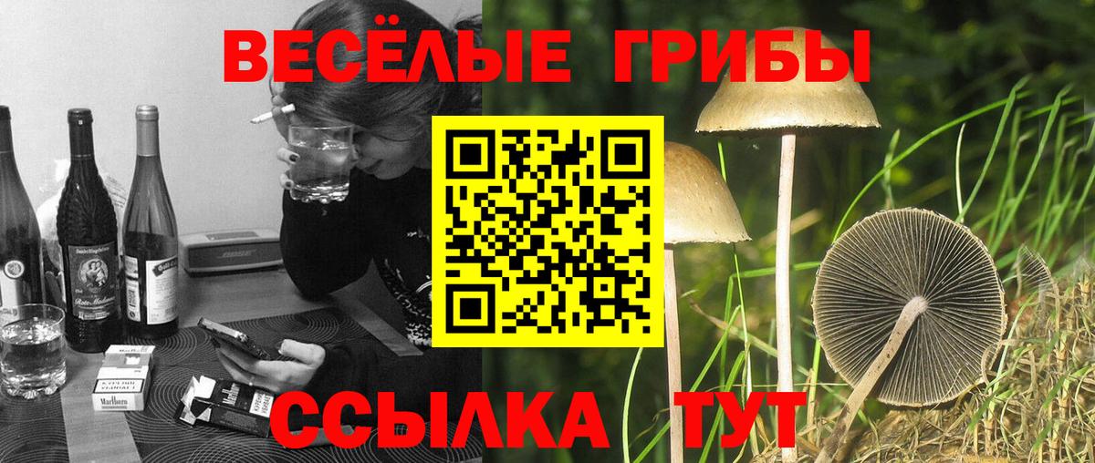 Назрань  Псилоцибиновые грибы Cubensis  Вход с VPN 